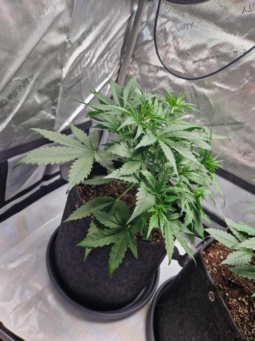 Cookies & Citrus Chronicles. Week 5