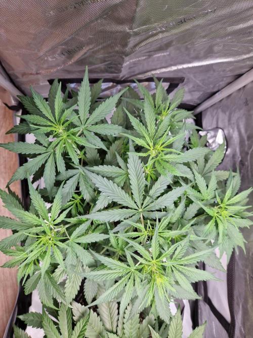 Cookies & Citrus Chronicles. Week 5