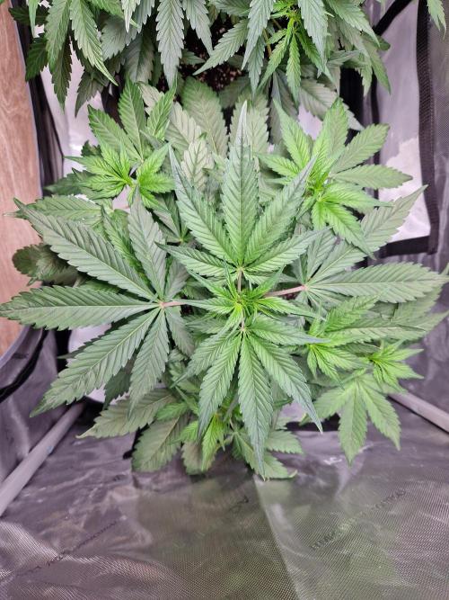 Cookies & Citrus Chronicles. Week 5