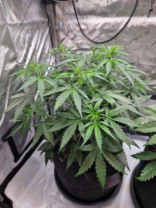 Cookies & Citrus Chronicles. Week 5