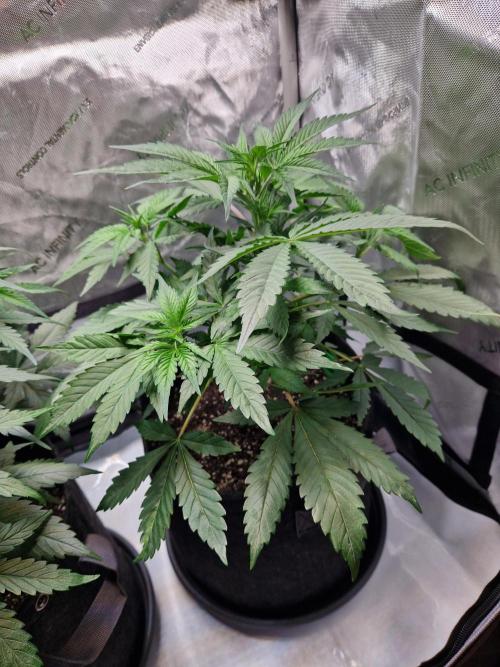 Cookies & Citrus Chronicles. Week 5