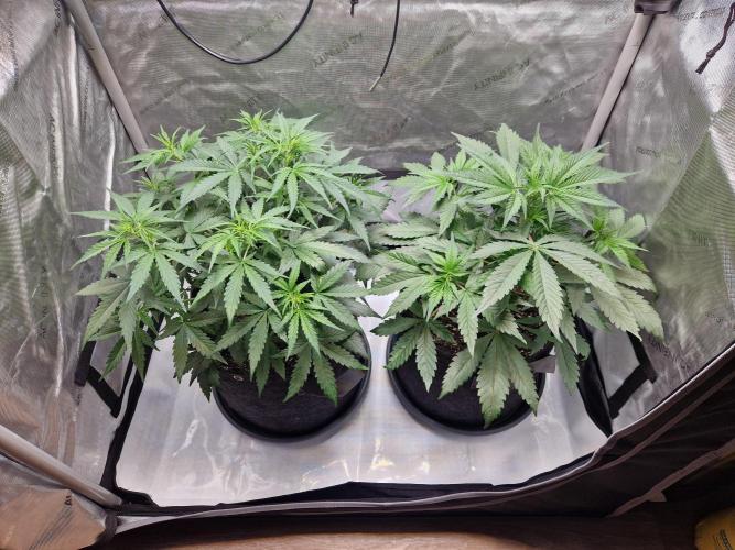 Cookies & Citrus Chronicles. Week 5