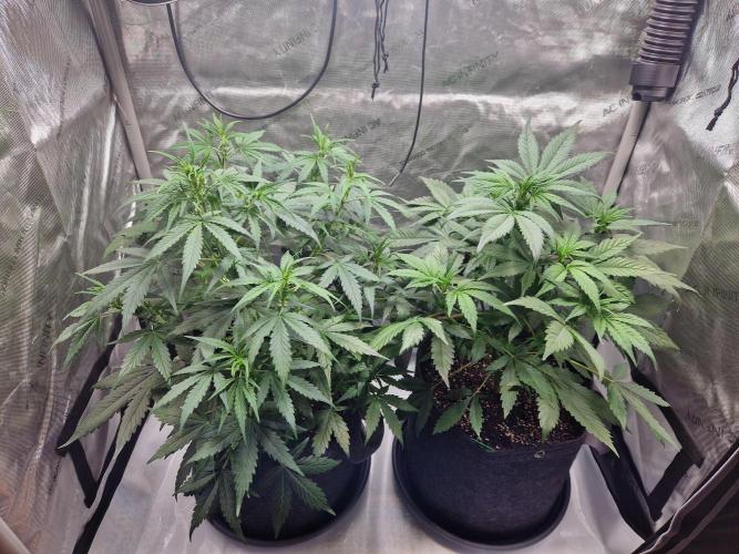 Cookies & Citrus Chronicles. Week 6