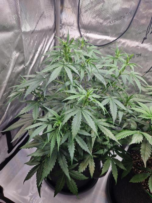 Cookies & Citrus Chronicles. Week 6