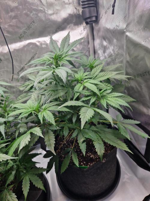 Cookies & Citrus Chronicles. Week 6