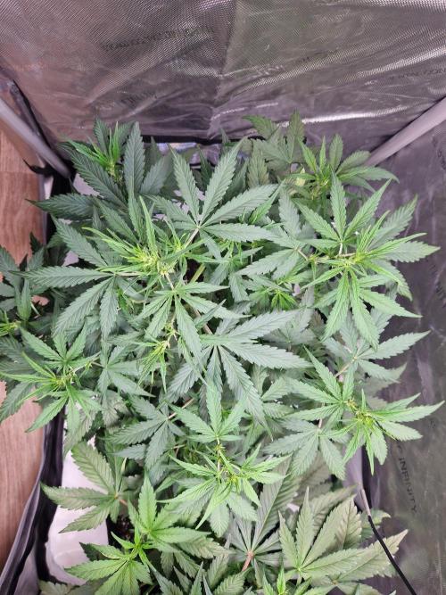 Cookies & Citrus Chronicles. Week 6