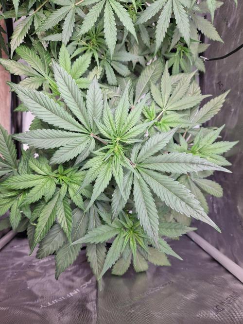 Cookies & Citrus Chronicles. Week 6