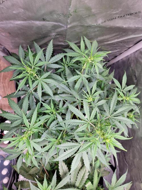 Cookies & Citrus Chronicles. Week 6