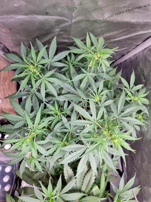 Cookies & Citrus Chronicles. Week 6