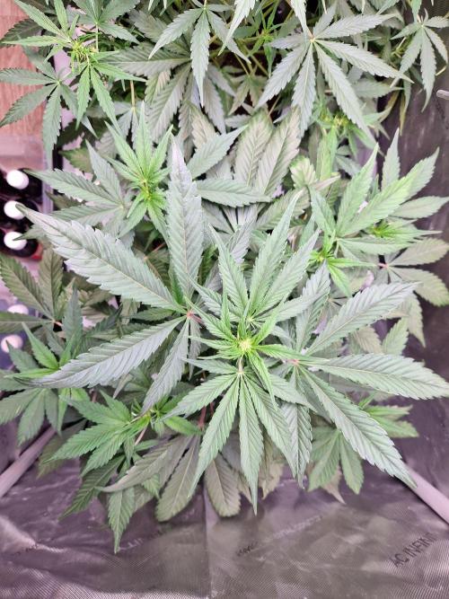 Cookies & Citrus Chronicles. Week 6