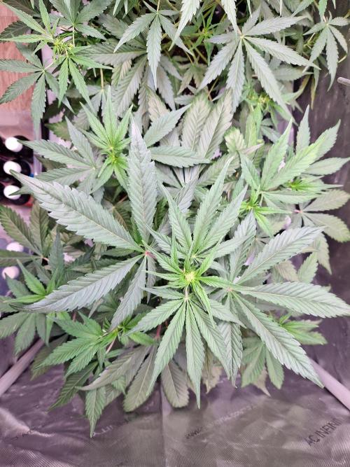 Cookies & Citrus Chronicles. Week 6