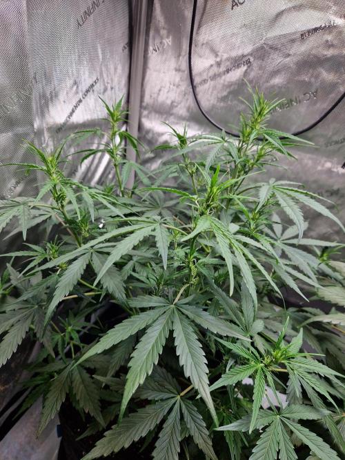 Cookies & Citrus Chronicles. Week 6