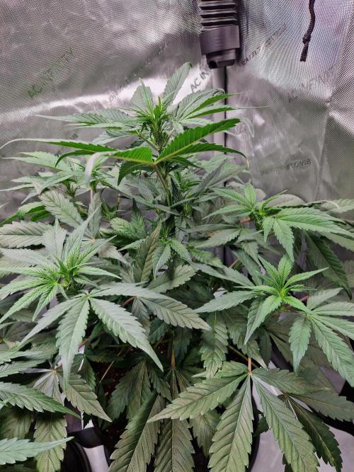 Cookies & Citrus Chronicles. Week 6