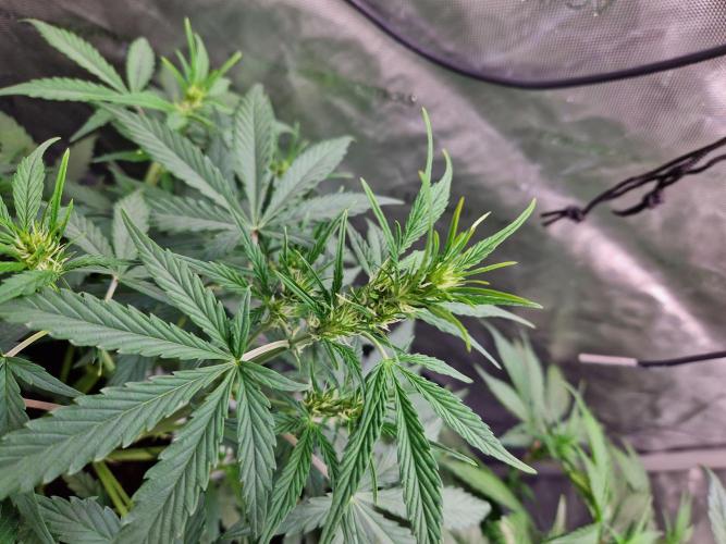 Cookies & Citrus Chronicles. Week 6