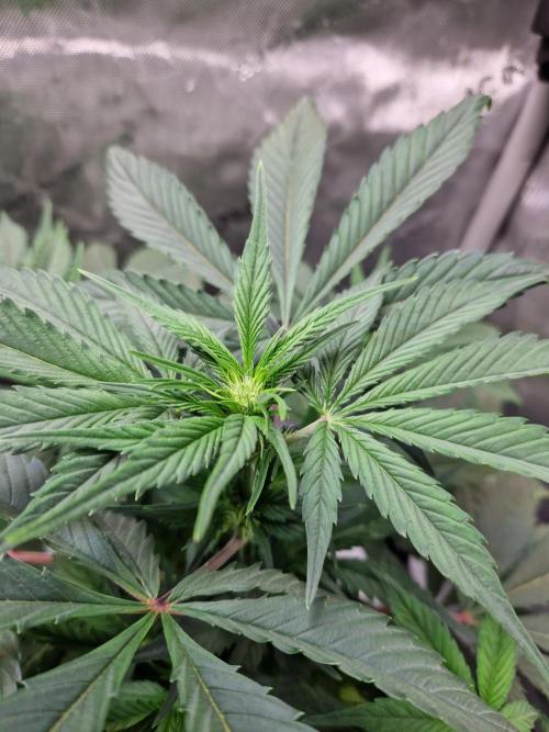 Cookies & Citrus Chronicles. Week 6
