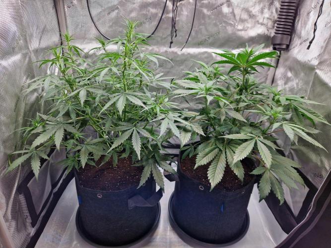 Cookies & Citrus Chronicles. Week 6
