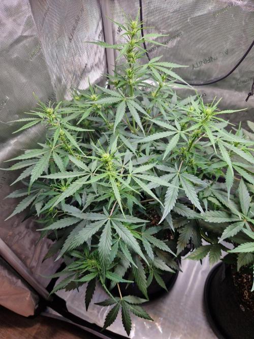 Cookies & Citrus Chronicles. Week 6