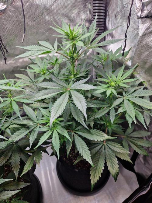 Cookies & Citrus Chronicles. Week 6