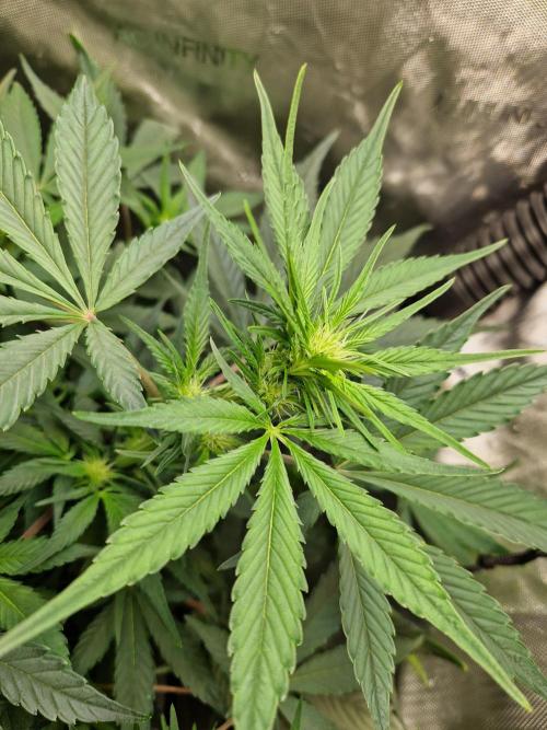 Cookies & Citrus Chronicles. Week 6