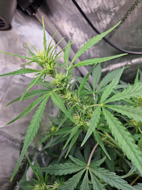 Cookies & Citrus Chronicles. Week 6