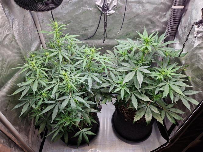 Cookies & Citrus Chronicles. Week 6