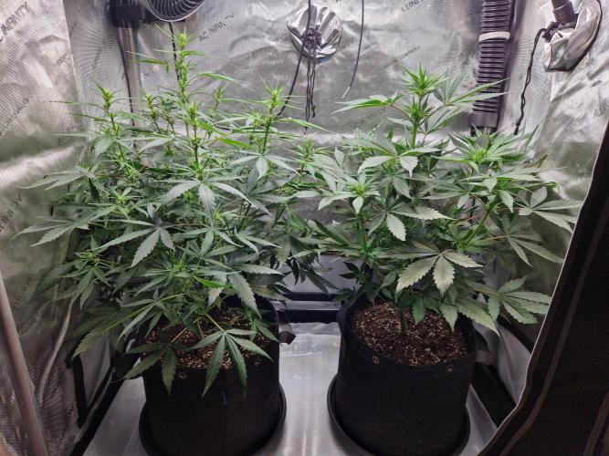 Cookies & Citrus Chronicles. Week 6