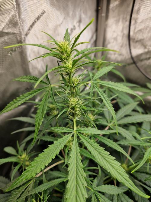 Cookies & Citrus Chronicles. Week 7