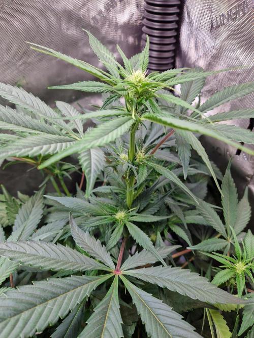 Cookies & Citrus Chronicles. Week 7