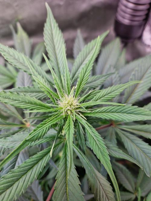Cookies & Citrus Chronicles. Week 7