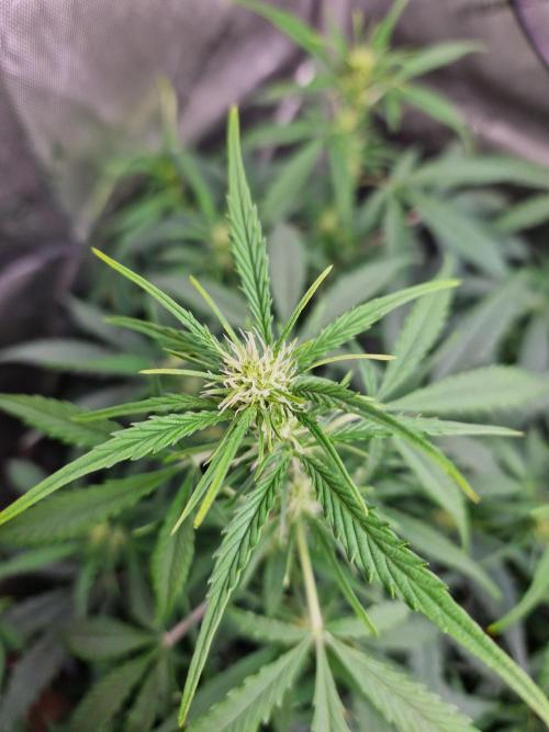Cookies & Citrus Chronicles. Week 7
