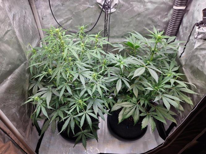 Cookies & Citrus Chronicles. Week 7
