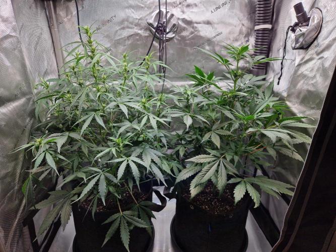 Cookies & Citrus Chronicles. Week 7