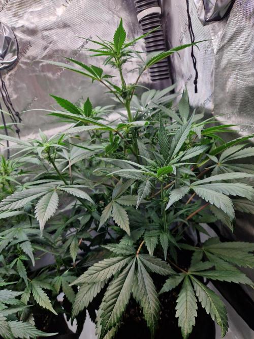 Cookies & Citrus Chronicles. Week 7