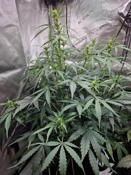 Cookies & Citrus Chronicles. Week 7