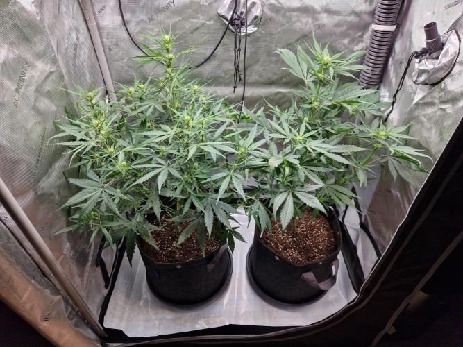 Cookies & Citrus Chronicles. Week 7