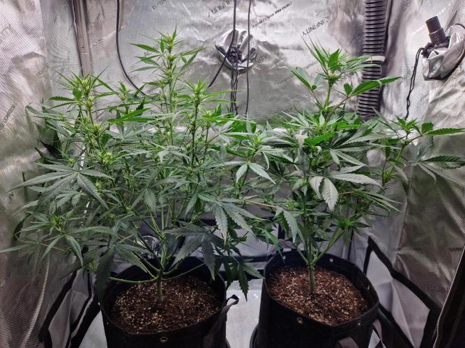 Cookies & Citrus Chronicles. Week 7