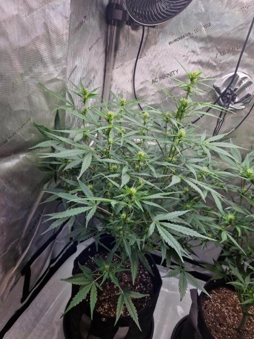 Cookies & Citrus Chronicles. Week 7