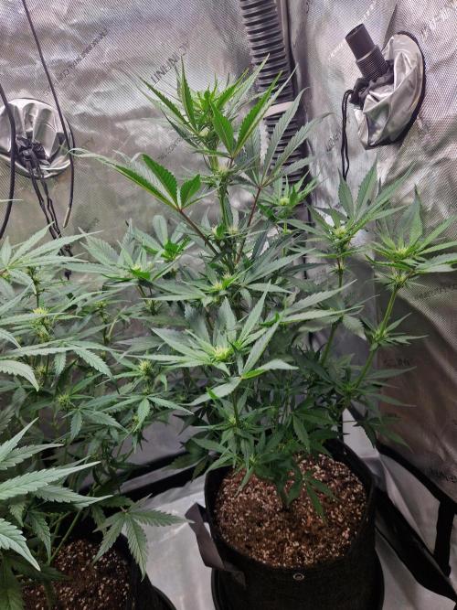 Cookies & Citrus Chronicles. Week 7