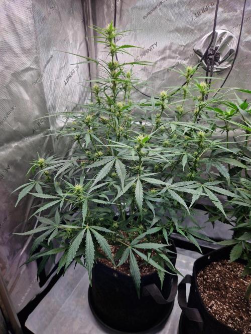 Cookies & Citrus Chronicles. Week 7