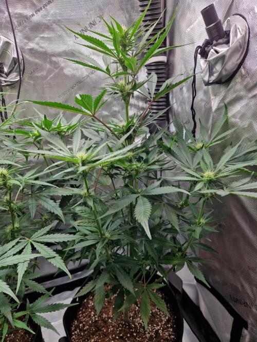 Cookies & Citrus Chronicles. Week 7