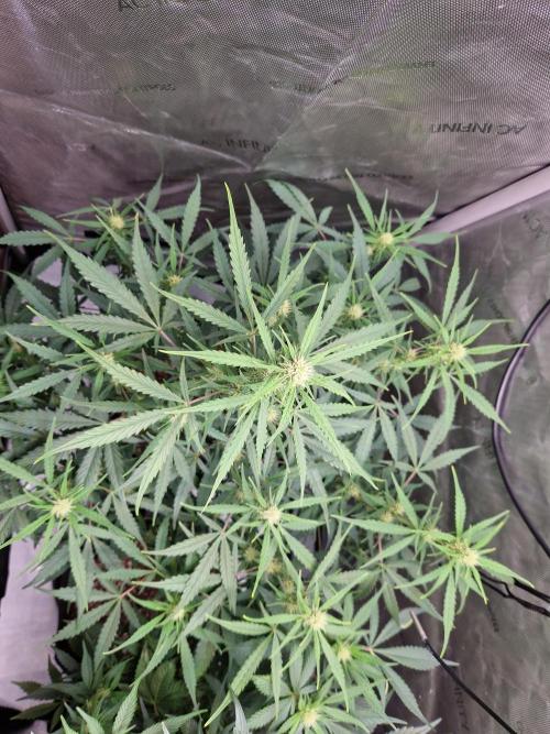 Cookies & Citrus Chronicles. Week 7