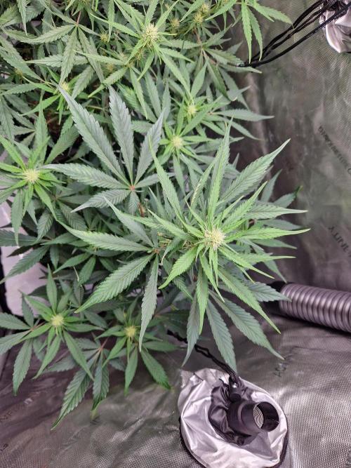 Cookies & Citrus Chronicles. Week 7
