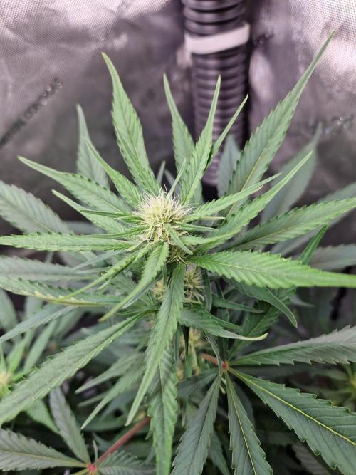 Cookies & Citrus Chronicles. Week 7
