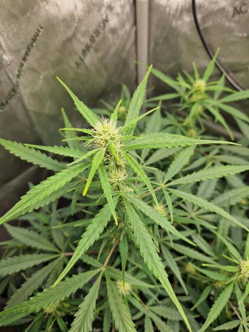 Cookies & Citrus Chronicles. Week 7
