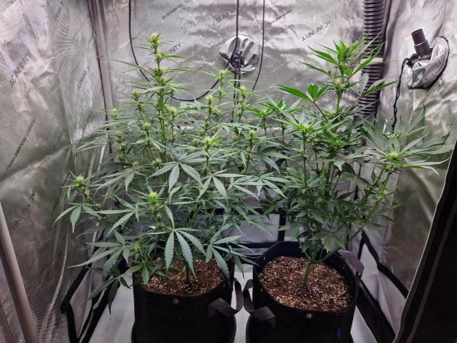Cookies & Citrus Chronicles. Week 7