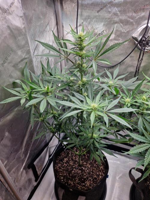 Cookies & Citrus Chronicles. Week 7