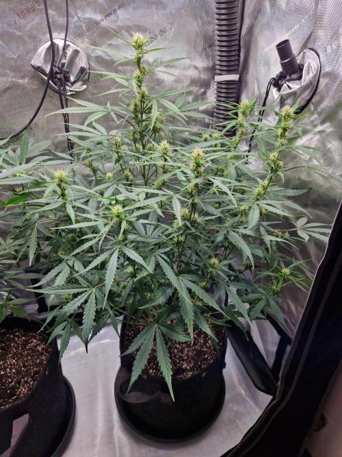 Cookies & Citrus Chronicles. Week 7