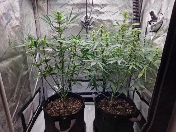 Cookies & Citrus Chronicles. Week 7