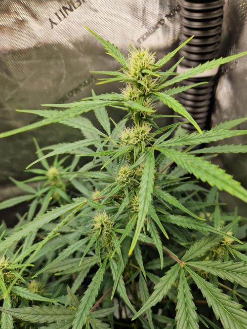 Cookies & Citrus Chronicles. Week 7