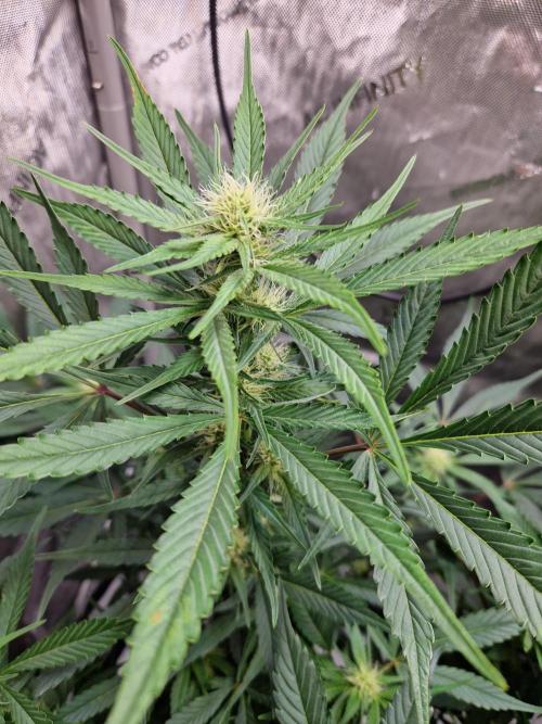 Cookies & Citrus Chronicles. Week 7